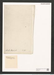 Nitzschia dissipata var. acuta (Hantsch.) V. H. (de-Toni-Nr.: Genus 47, Species 2090) Zeichnungen Sammlung Grunow (NHMW-BOT-W0372042)